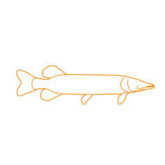Animals Freshwater Fish Northern Pike Printable Line Art Svg, Free Vectors File